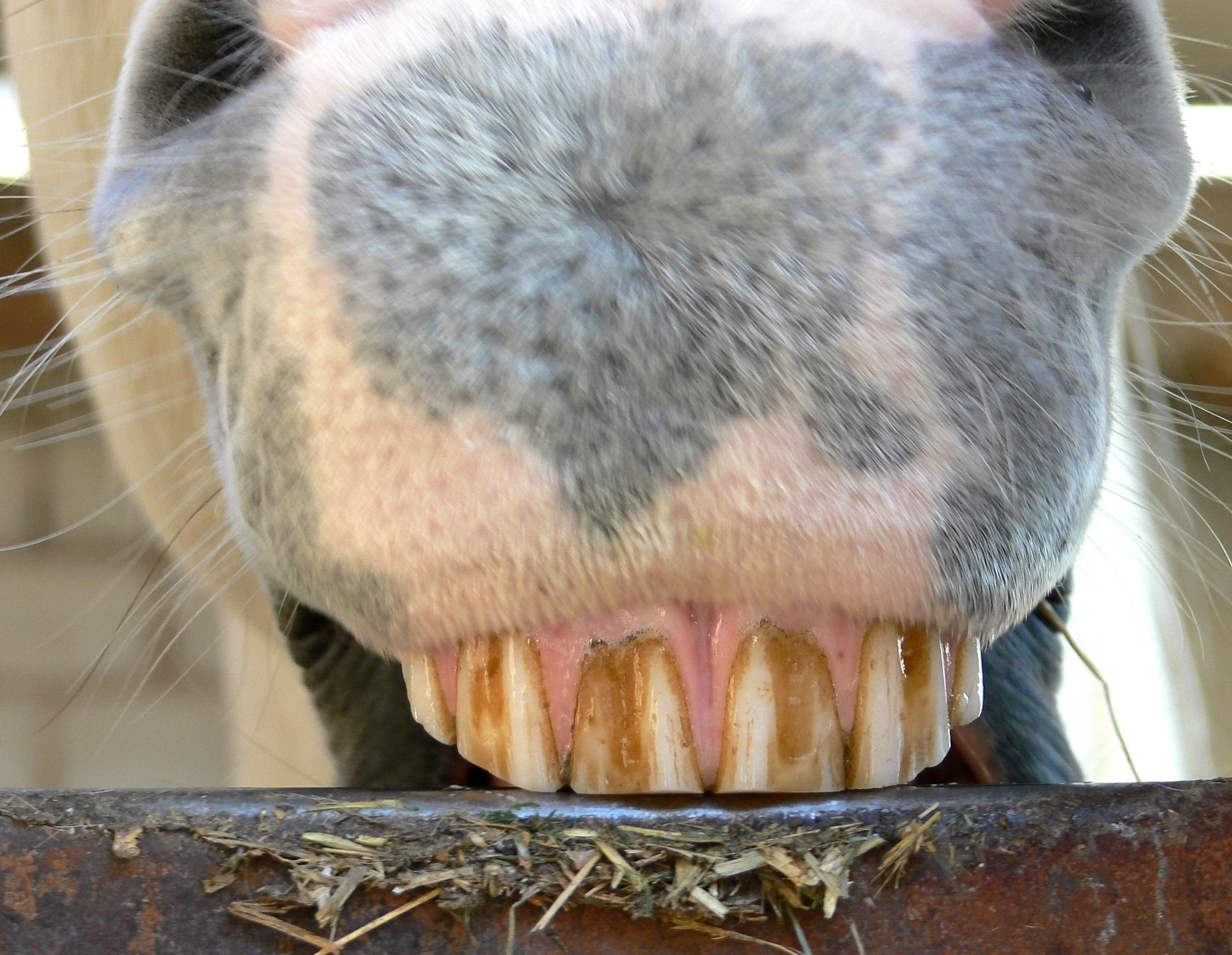 Why do horses crib bit when they suffer from gastric ulcers?